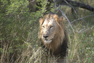 Lion in wild savanna , animal of africa