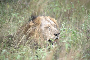 Lion in wild savanna , animal of africa