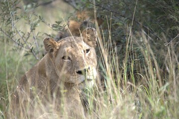 Lion in wild savanna , animal of africa