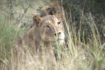 Lion in wild savanna , animal of africa