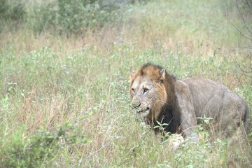Lion in wild savanna , animal of africa