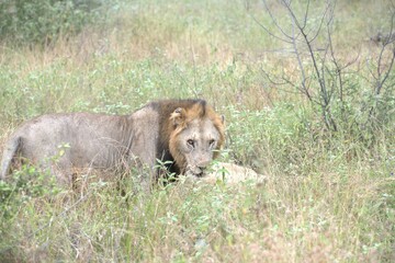 Fototapeta premium Lion in wild savanna , animal of africa