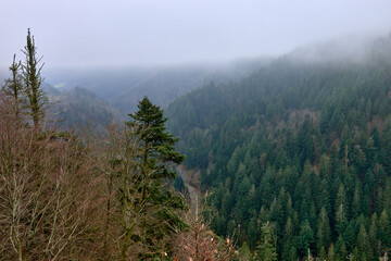 Dramatic foggy mountain landscape with dense evergreen forest and rocky cliffs in the Black Forest, Germany - mystical mist-covered wilderness with towering pine trees and rugged terrain