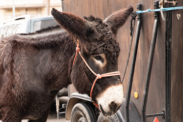 Donkey with rope bridle on the street, Portrait of animal
