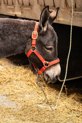 Gray beautiful donkey, portrait in profile