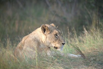 Lion in wild savanna , animal of africa