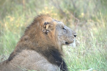 Fototapeta premium Lion in wild savanna , animal of africa