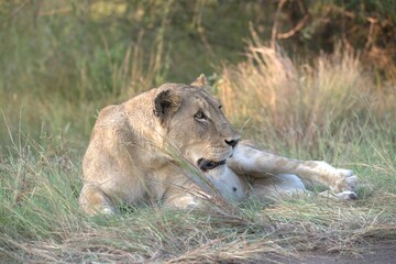Lion in wild savanna , animal of africa