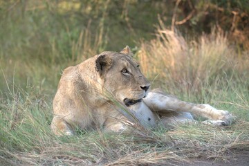 Lion in wild savanna , animal of africa