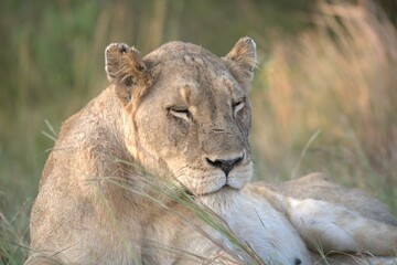 Lion in wild savanna , animal of africa
