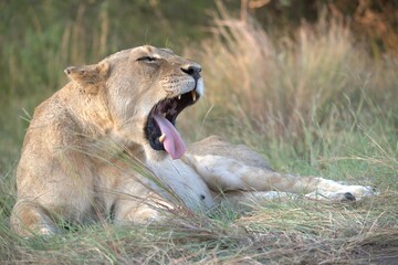 Lion in wild savanna , animal of africa