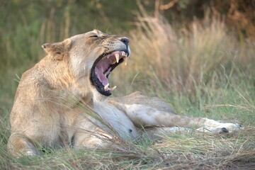 Lion in wild savanna , animal of africa