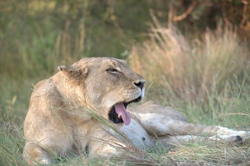 Lion in wild savanna , animal of africa