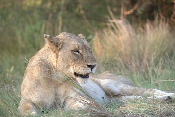 Lion in wild savanna , animal of africa