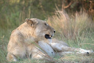 Lion in wild savanna , animal of africa