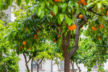 Orange trees with ripe fruit in a sunny garden during spring season