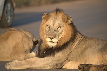 Lion in wild savanna , animal of africa