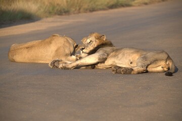 Lion in wild savanna , animal of africa