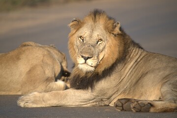 Lion in wild savanna , animal of africa