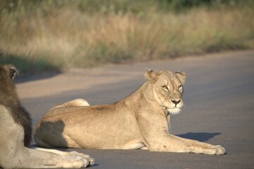 Lion in wild savanna , animal of africa