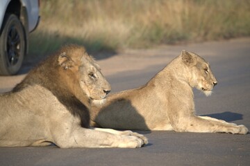 Lion in wild savanna , animal of africa