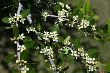 Ilex vomitoria 'Pendula' (Weeping yaupon holly) flowers. Dioecious Aquifoliaceae evergreen shrub. Small white flowers bloom in early summer.