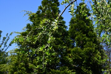 Ilex vomitoria 'Pendula' (Weeping yaupon holly) flowers. Dioecious Aquifoliaceae evergreen shrub. Small white flowers bloom in early summer.