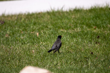 A common grackle foraging in the grass
