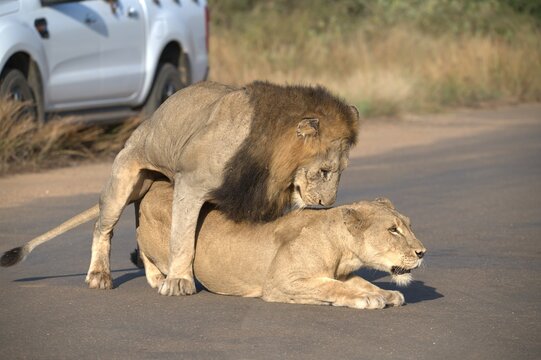 Lion in wild savanna , animal of africa