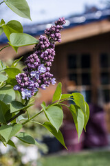 lila Flieder (Syringa-vulgaris-Hybride)