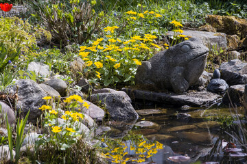 Sumpfdotterblumen am Gartenteich