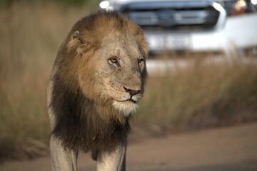 Lion in wild savanna , animal of africa