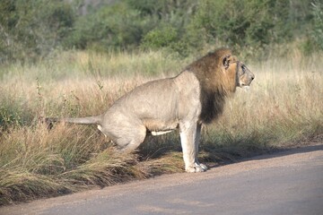 Lion in wild savanna , animal of africa