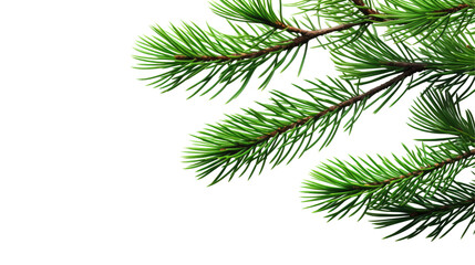 Green Fir Tree Branch on White Background

