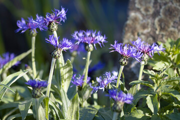 Berg-Flockenblume (Cyanus montanus)