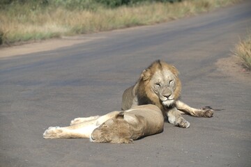 Lion in wild savanna , animal of africa