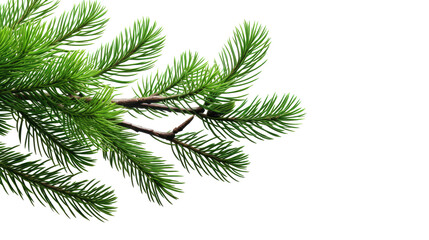 Green Fir Tree Branch on White Background


