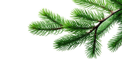 Green Fir Tree Branch on White Background

