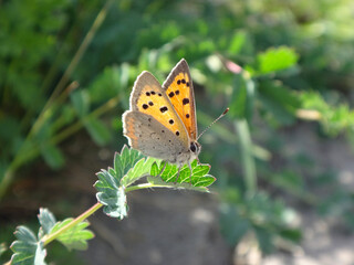 The small copper butterfly (Lycaena phlaeas) resting on a green leaf