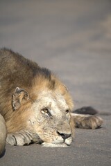 Lion in wild savanna , animal of africa