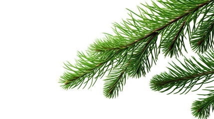 Green Fir Tree Branch on White Background

