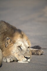 Lion in wild savanna , animal of africa