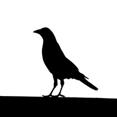 Obraz premium Solid black silhouette of a crow perched, vector EPS