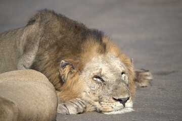Lion in wild savanna , animal of africa