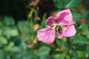 closeup one pink rose withered and wilted on the rose tree, blur nature background, old, dirty, love, valentine, copy space