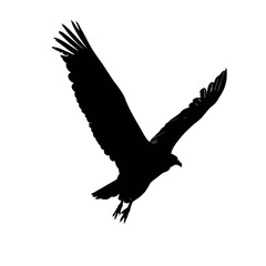 Obraz premium Solid black silhouette of a vulture circling, vector EPS