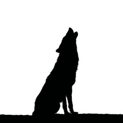 Obraz premium Solid black silhouette of a wolf howling, vector EPS