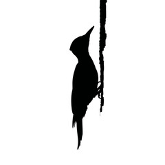 Obraz premium Solid black silhouette of a woodpecker pecking, vector EPS