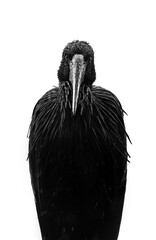 The African openbill (Anastomus lamelligerus) stands soaked in the rain, its wet feathers highlighted in black and white, evoking drama and resilience
