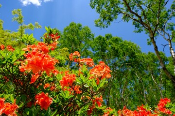 つつじが咲いてる風景